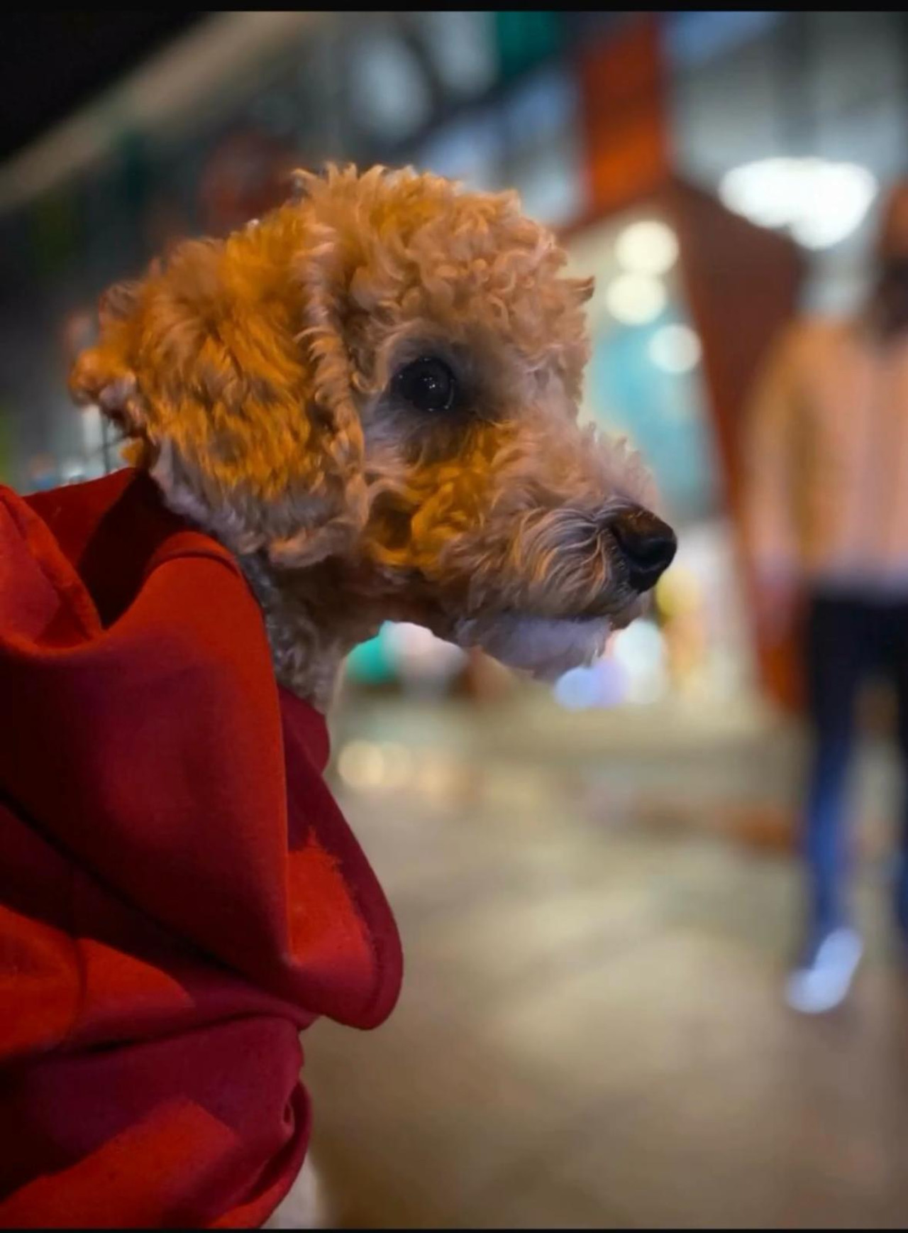 toypoodle Oglum Latte İçin Eş Arıyorum